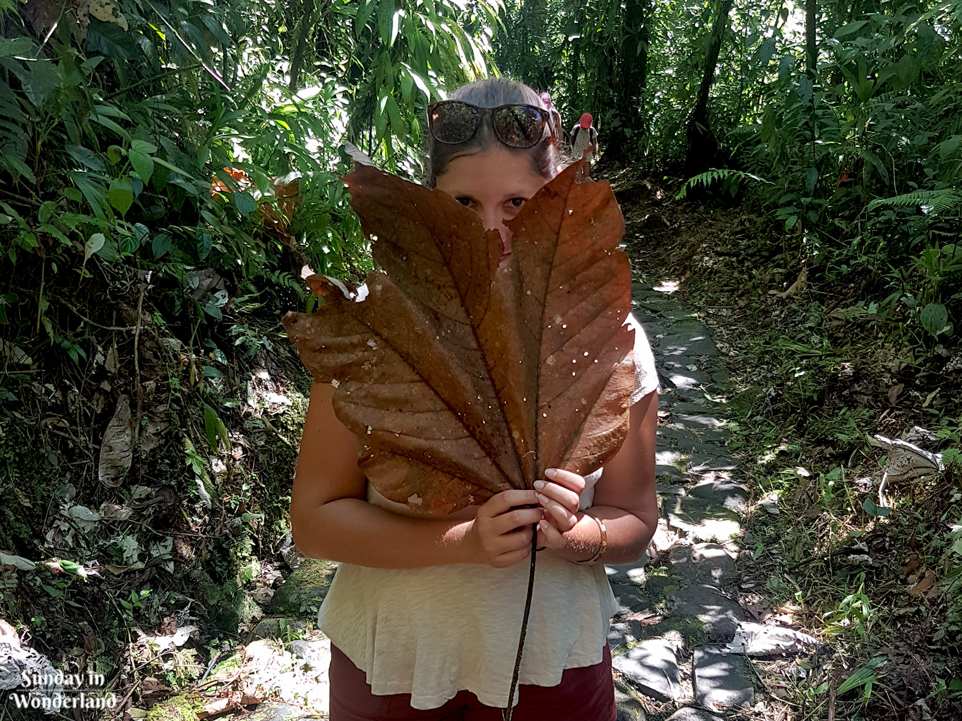 Ogromny liść znaleziony w dżungli na ścieżce do drugiego wodospadu Carbet - Gwadelupa - Sunday in Wonderland Blog