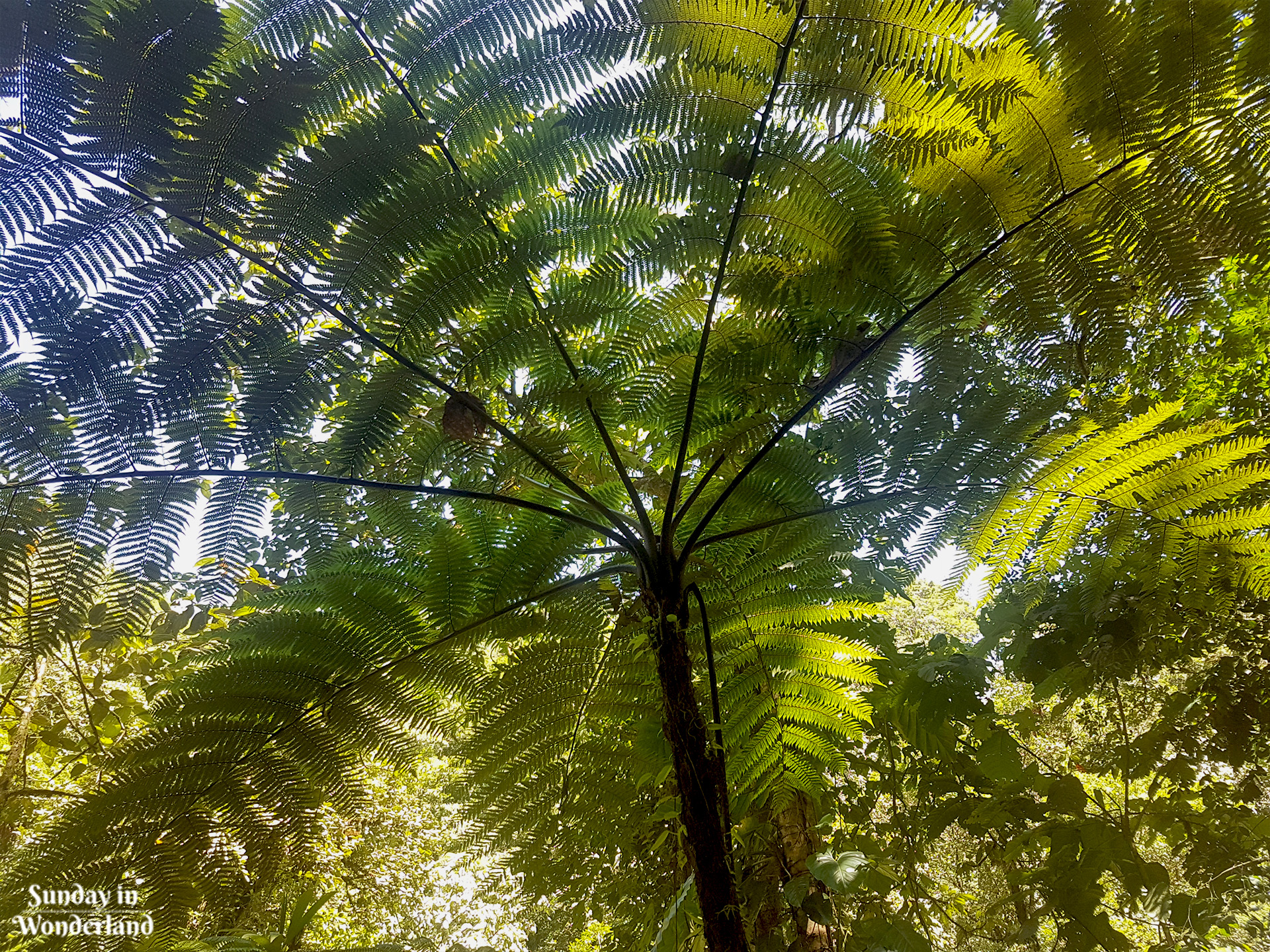An amazing huge jungle fern on the path to the second Carbet Fall - Guadeloupe - Sunday in Wonderland Blog