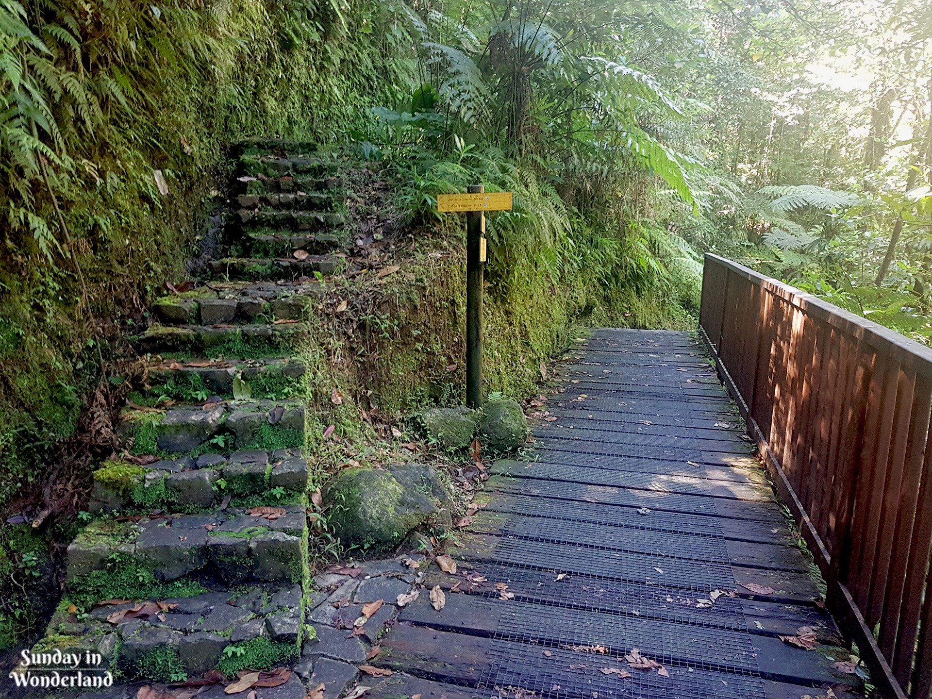 Ścieżka wiodąca na La Citerne po lewej stronie, ścieżka do drugiego wodospadu po prawej stronie - na ścieżce do Wodospadów Carbet - Gwadelupa - Sunday in Wonderland Blog