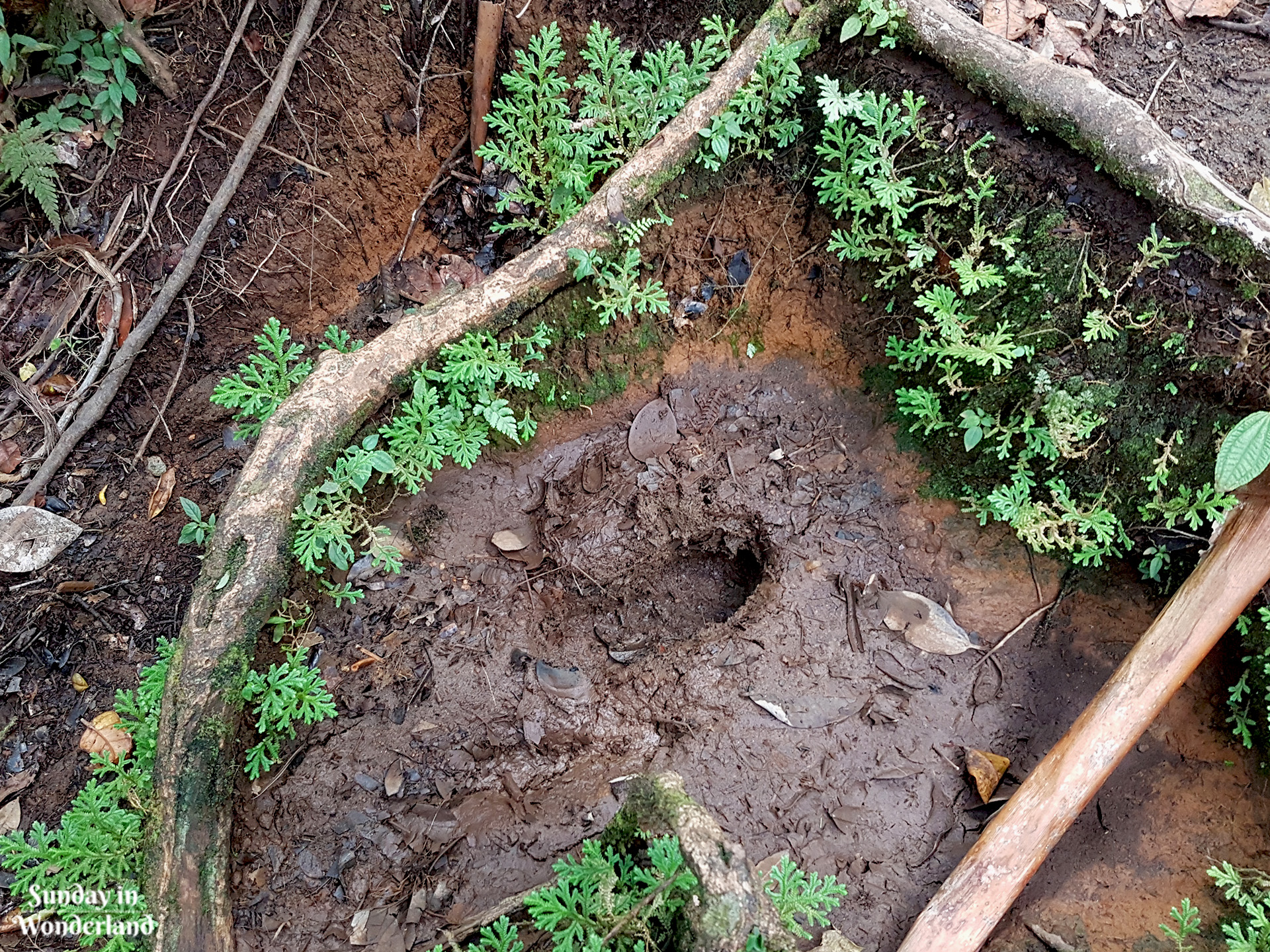 Human footprint on the path to La Citerne - Guadeloupe - Sunday in Wonderland Blog