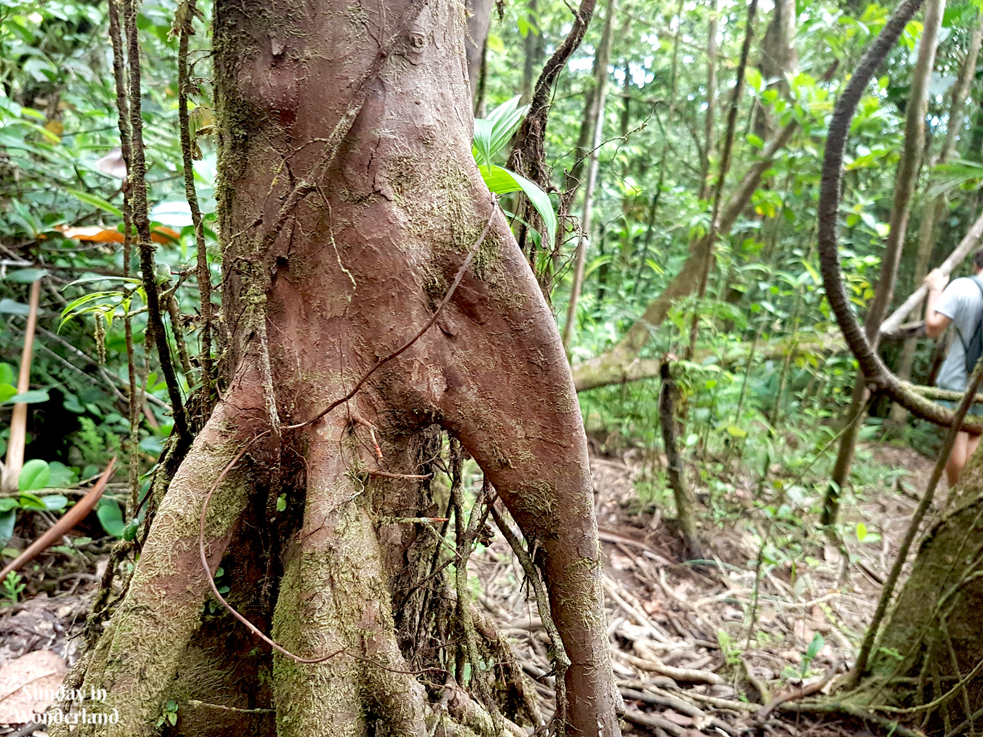 A tree looking like an elephant on the path to La Citerne - Guadeloupe - Sunday in Wonderland Blog