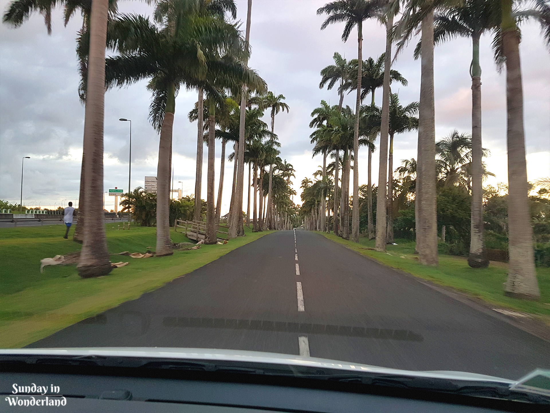 A wonderful ride among the palm trees on the Allée Dumanoir - Guadeloupe - Sunday in Wonderland Blog