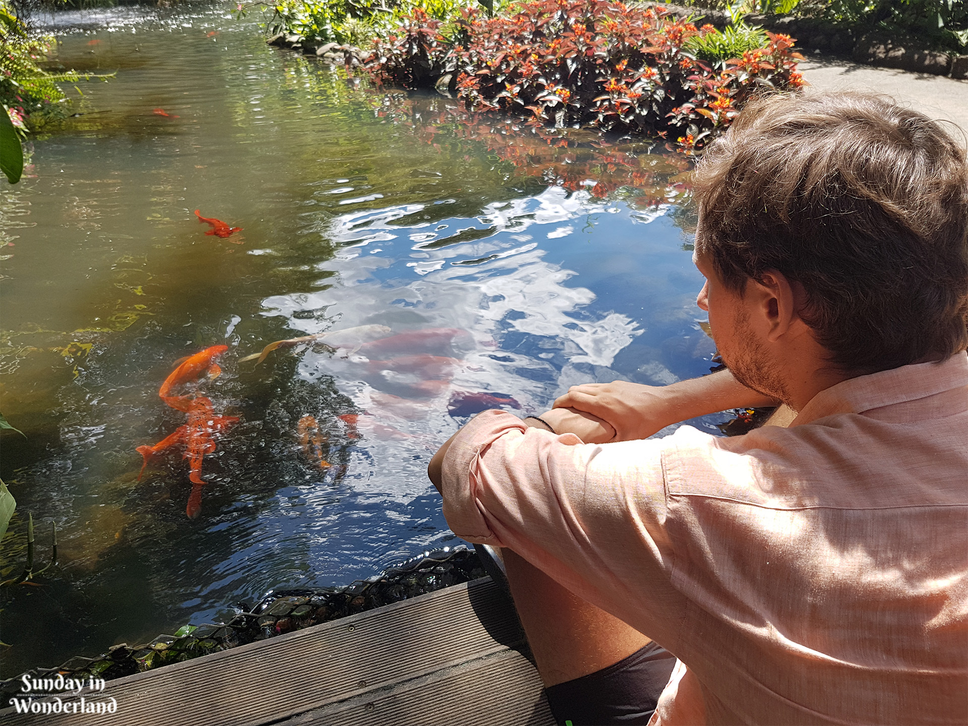 Mężczyzna oglądający karpie Koi w Ogrodzie Botanicznym w Deshaies na Gwadelupie - Sunday in Wonderland Blog