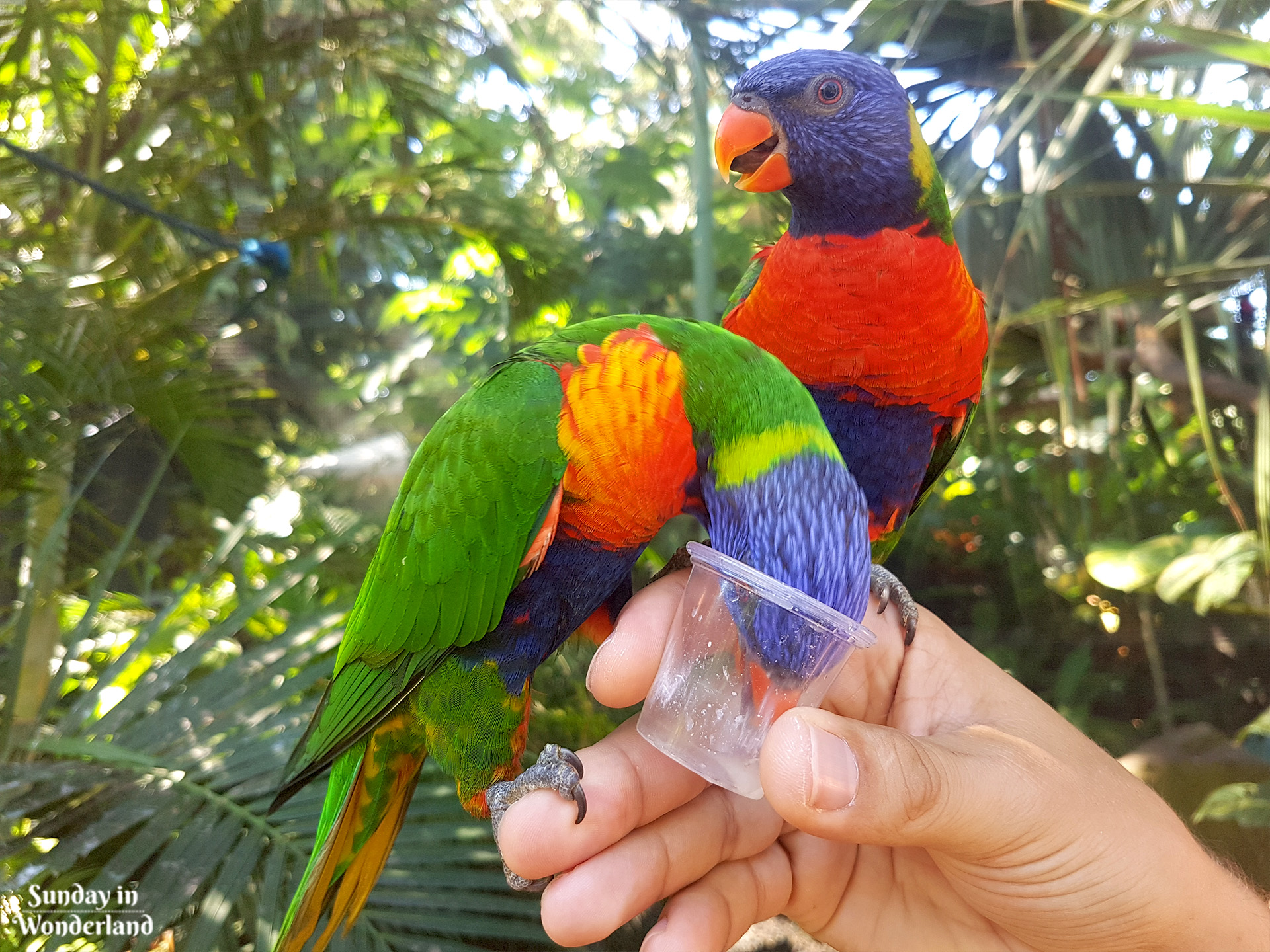 Dwie papugi lorysy pijące nektar z plastikowego kubka w Ogrodzie Botanicznym w Deshaies na Gwadelupie - Sunday in Wonderland Blog