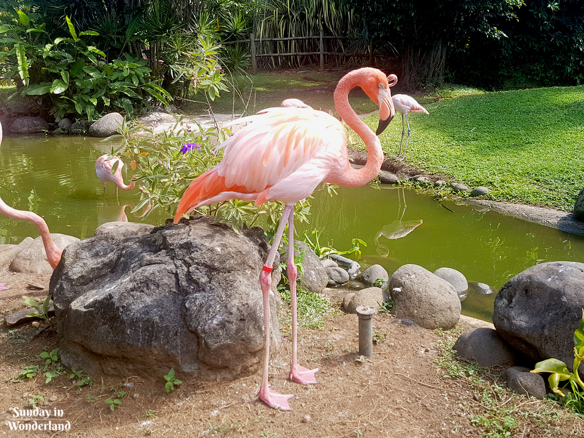 A pink flamingo standing in Botanical Garden in Deshaies in Guadeloupe - Sunday in Wonderland Blog