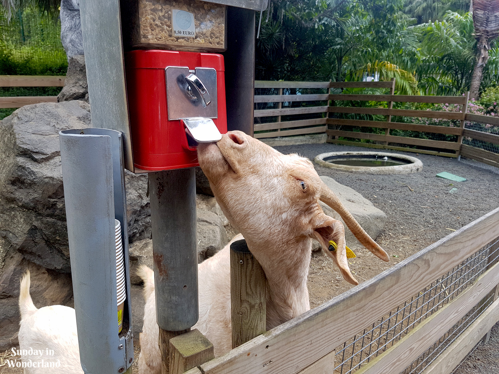 Koza jedząca z dystrybutora pożywienia w Ogrodzie Botanicznym w Deshaies na Gwadelupie - Sunday in Wonderland Blog