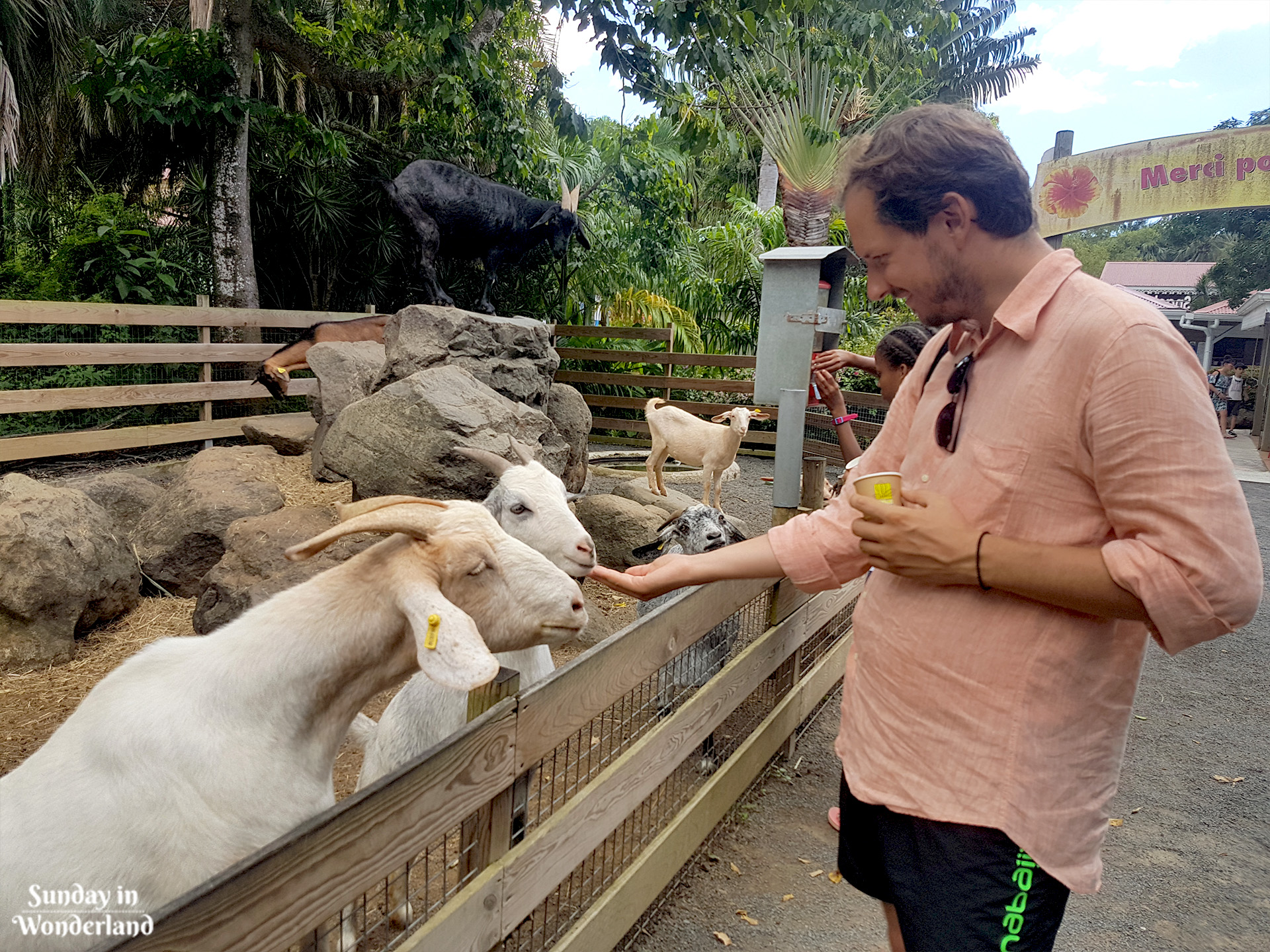 Mężczyzna karmiący kozy w Ogrodzie Botanicznym w Deshaies na Gwadelupie - Sunday in Wonderland Blog