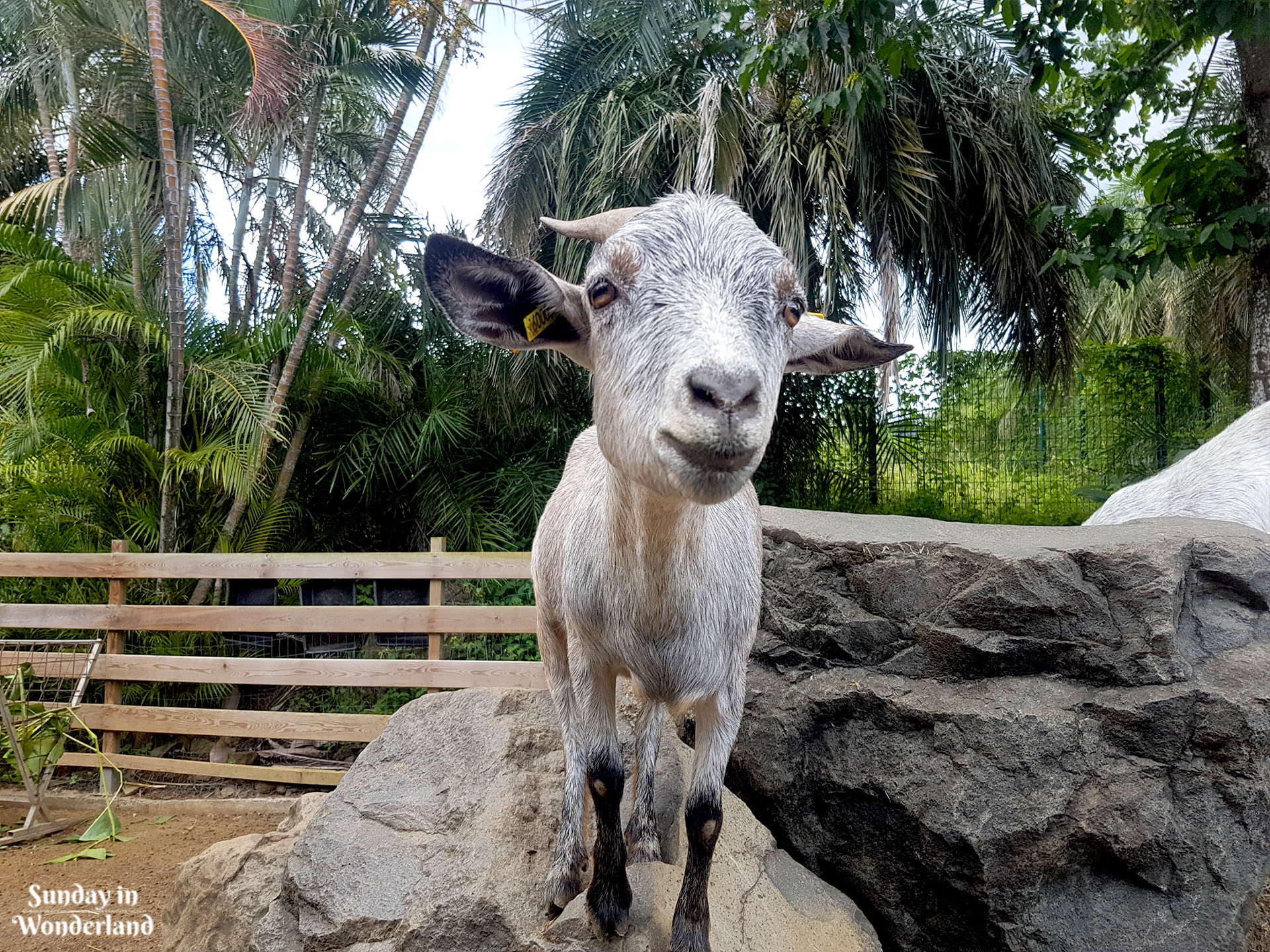 A cute grey goat in Botanical Garden in Deshaies in Guadeloupe - Sunday in Wonderland Blog