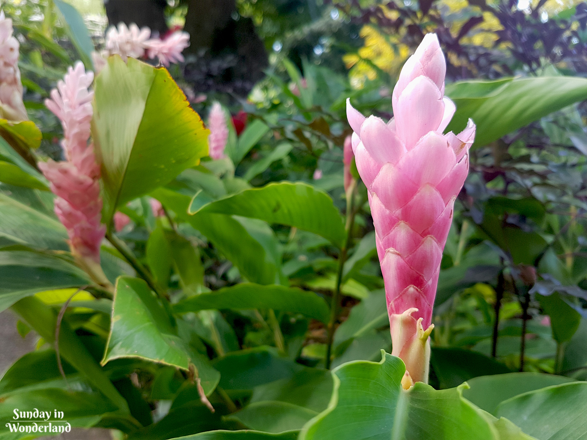 A beautiful pink flower in Botanical Garden in Deshaies in Guadeloupe - Sunday in Wonderland Blog