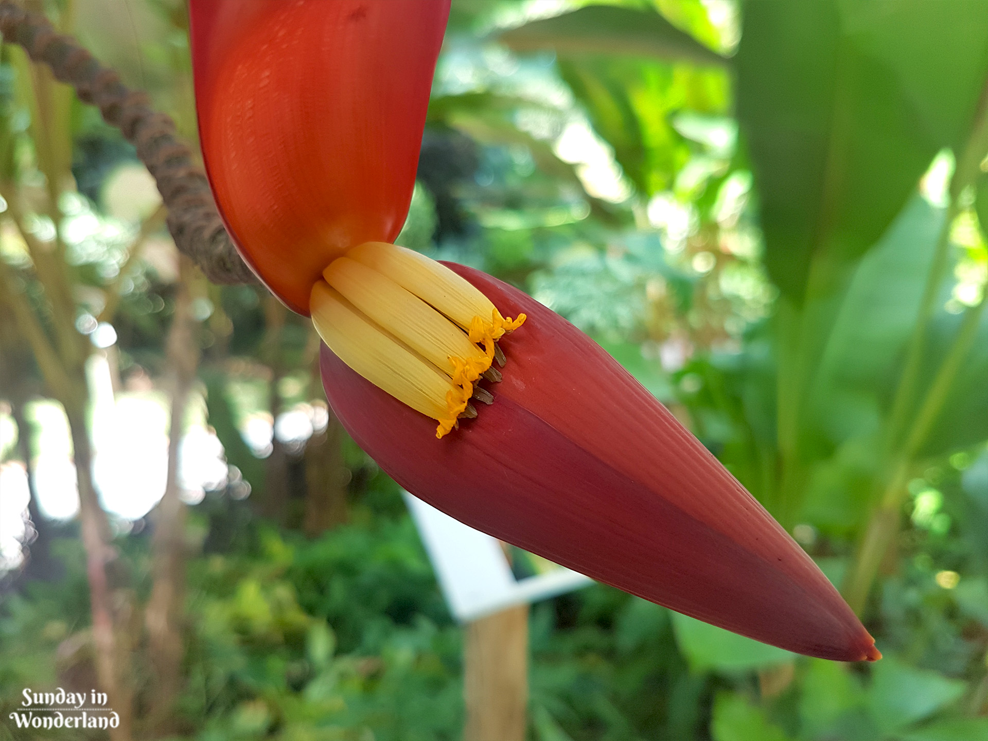 Dziwny, lecz piękny czerwony kwiat w Ogrodzie Botanicznym w Deshaies na Gwadelupie - Sunday in Wonderland Blog