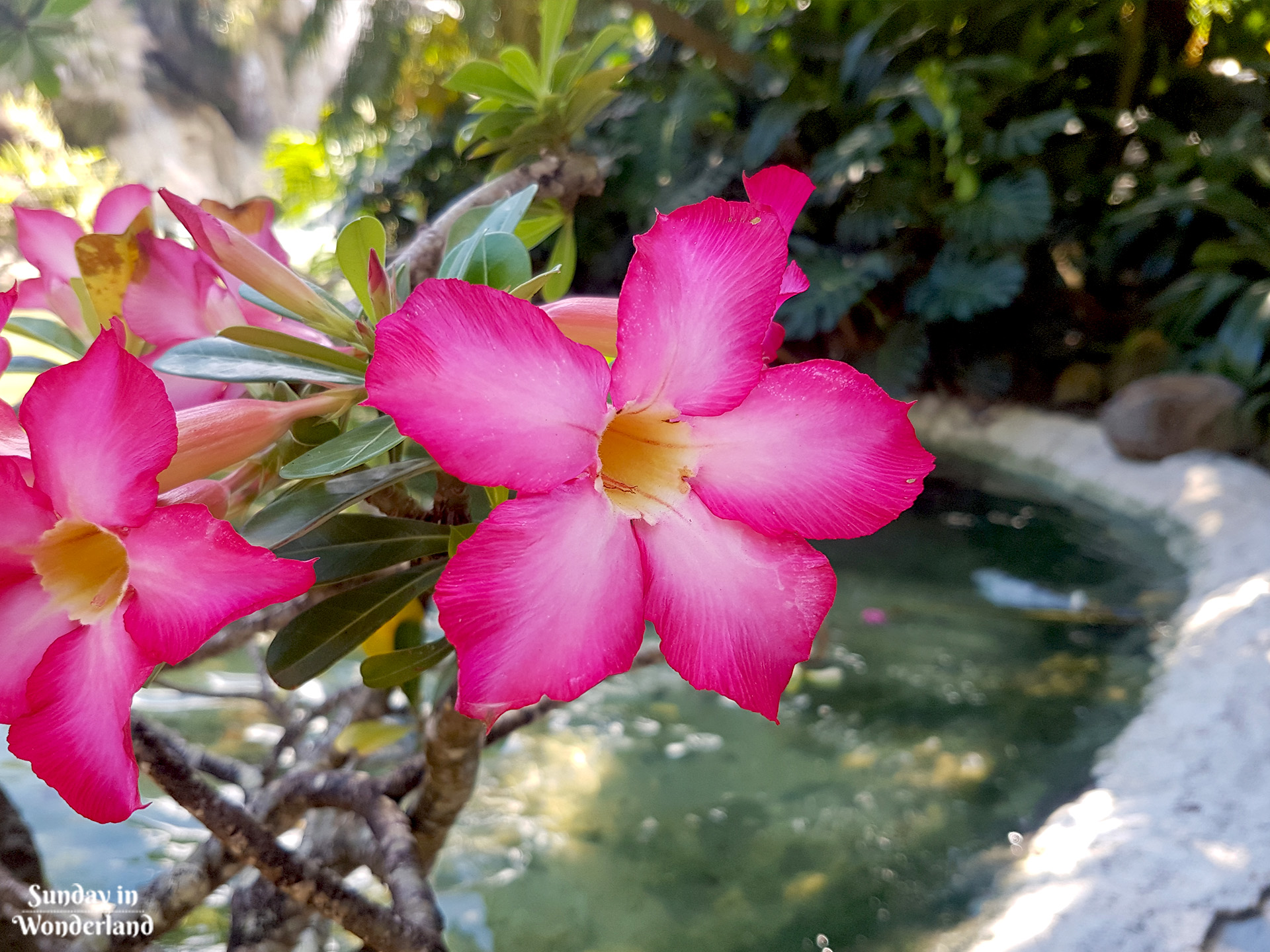 A pink hibiscus in Botanical Garden in Deshaies in Guadeloupe - Sunday in Wonderland Blog
