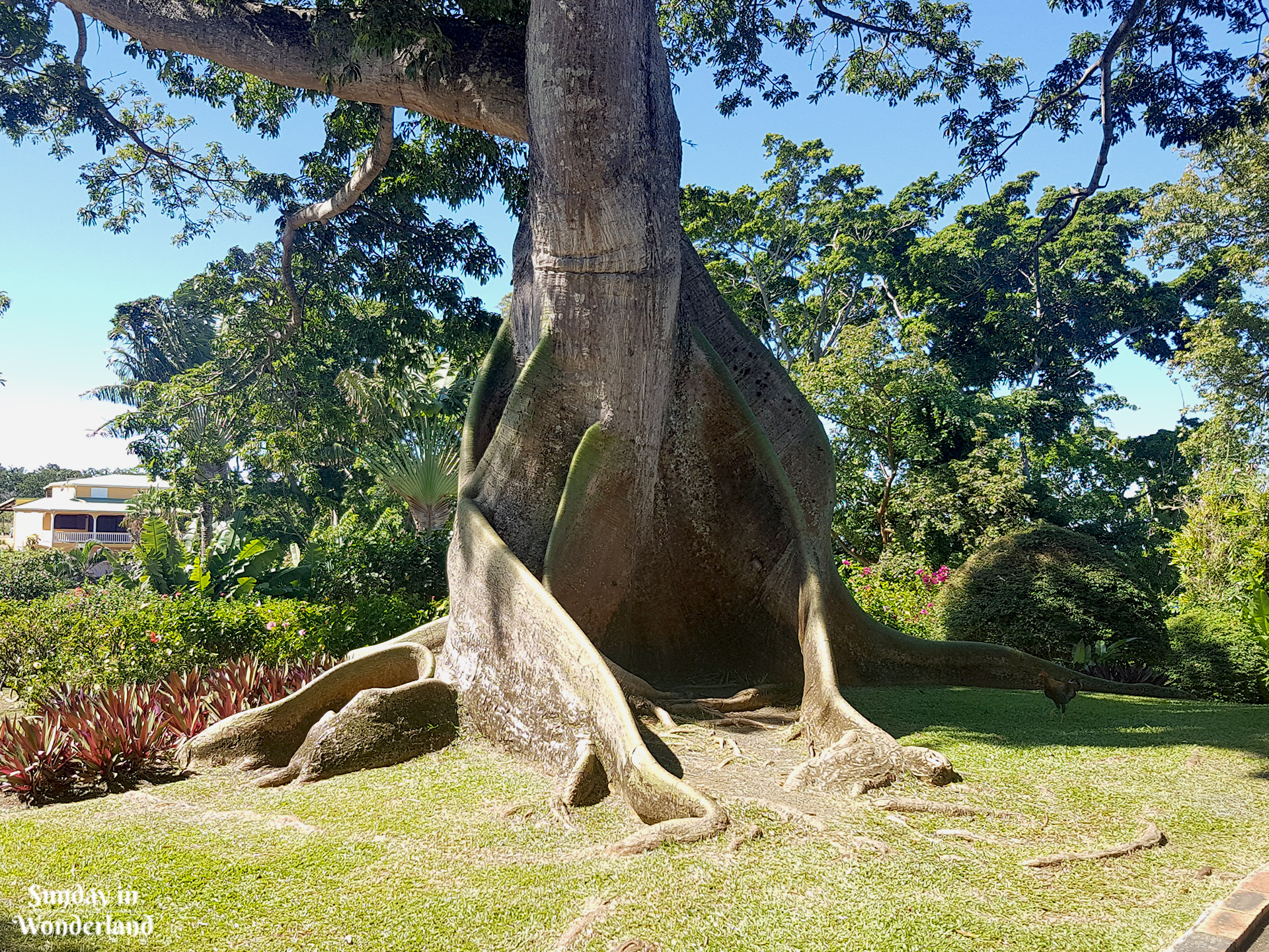 Dziwacznie ukształtowane drzewo w Ogrodzie Botanicznym w Deshaies na Gwadelupie - Sunday in Wonderland Blog