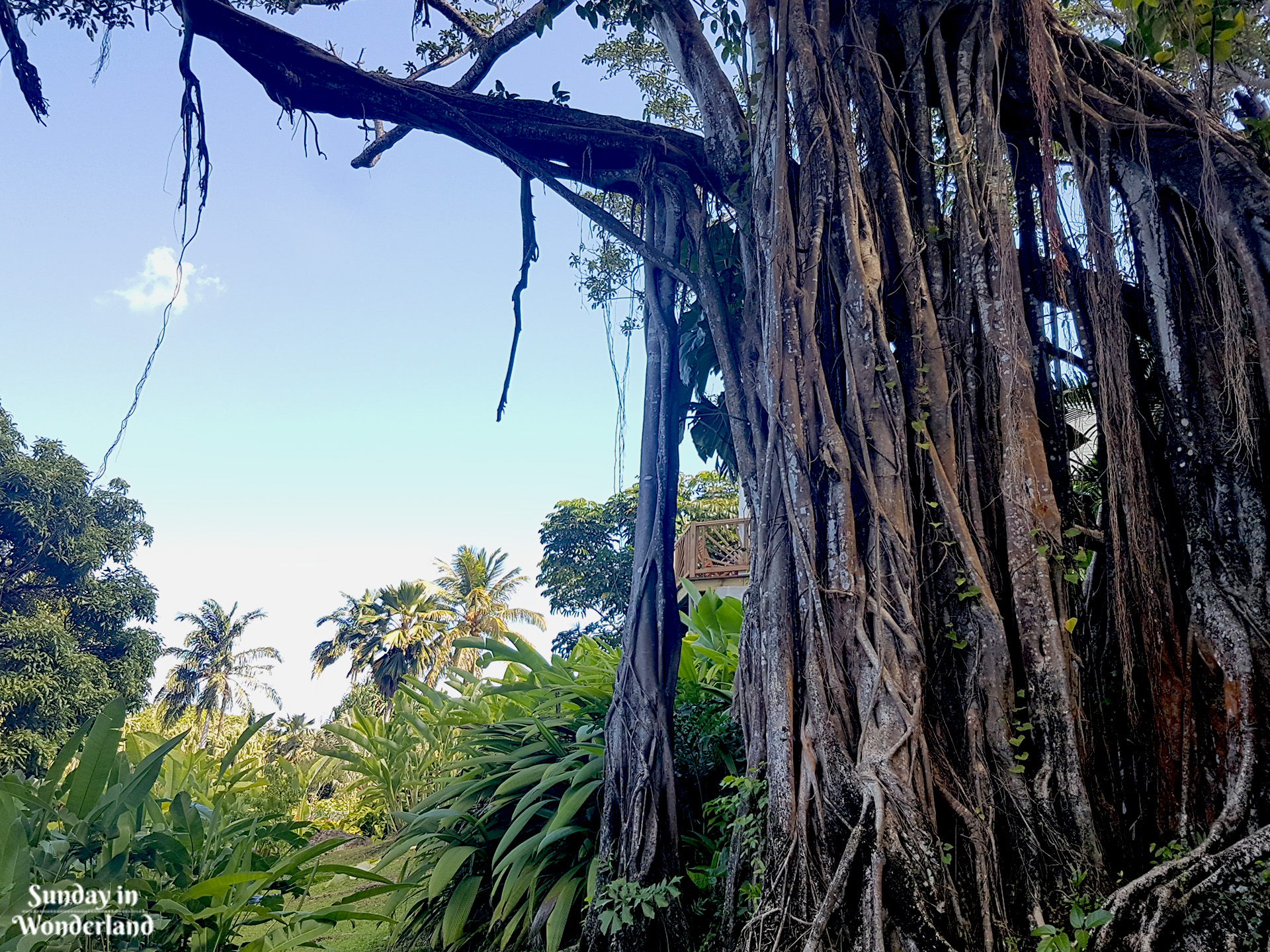 Dziwnie ukształtowane drzewo z długimi korzeniami w Ogrodzie Botanicznym w Deshaies na Gwadelupie - Sunday in Wonderland Blog