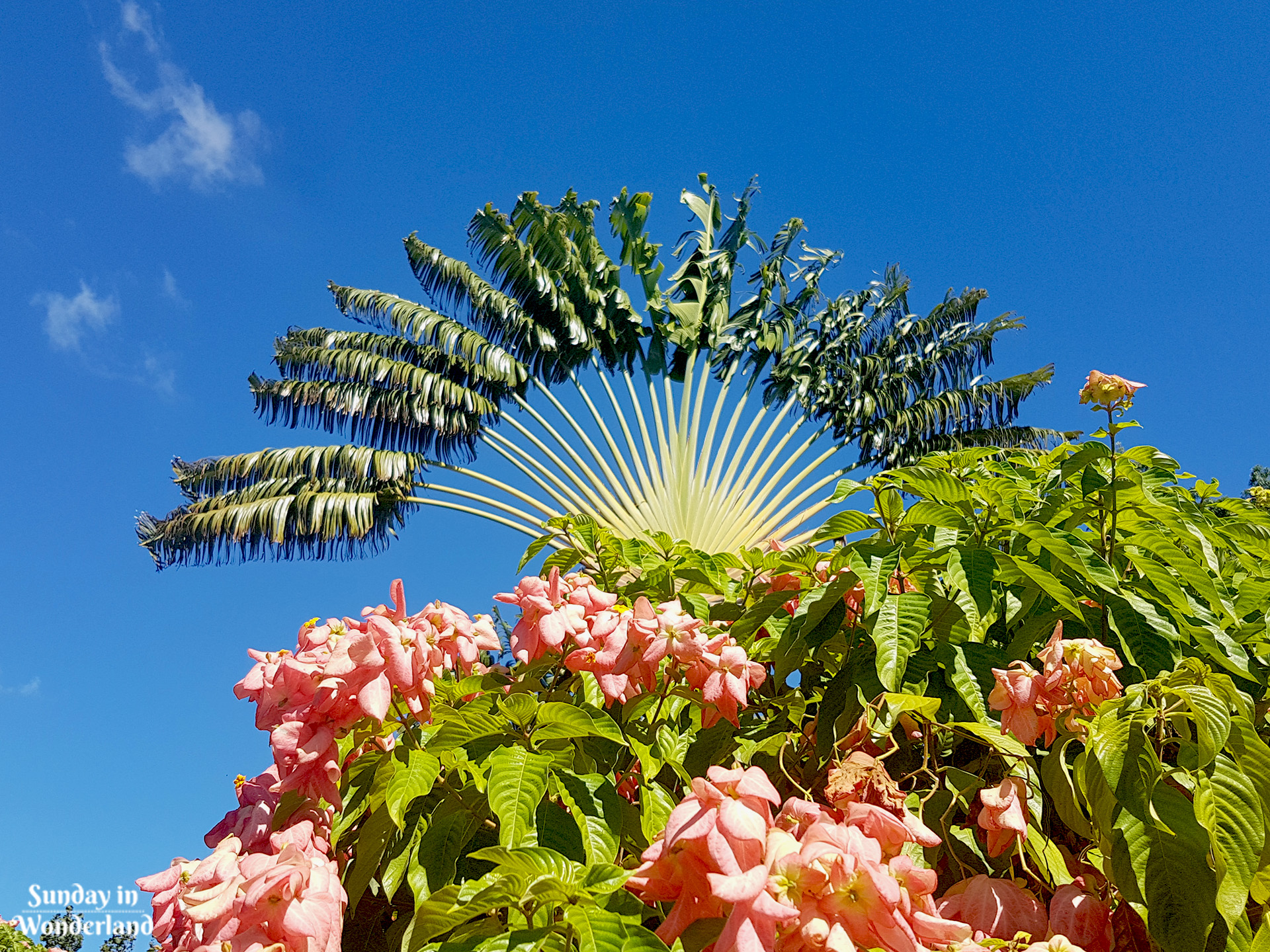 Drzewo palmowe w kształcie wachlarza w Ogrodzie Botanicznym w Deshaies na Gwadelupie - Sunday in Wonderland Blog