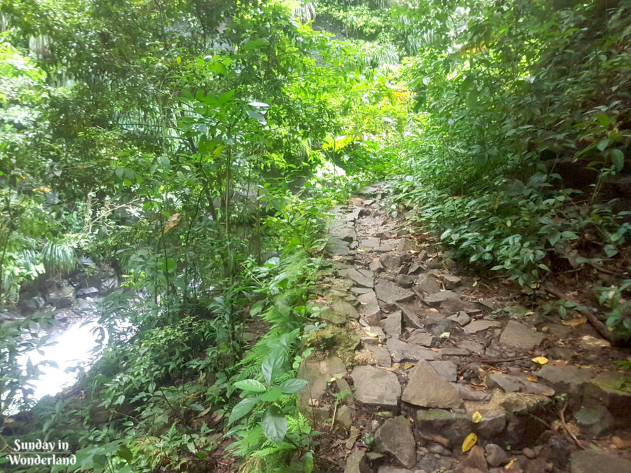 A path going to Didier Waterfall - Martinique - Sunday in Wonderland Blog