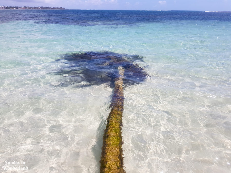 A palm tree laying in the water - Caribbean - Guadeloupe - Sunday in Wonderland Blog