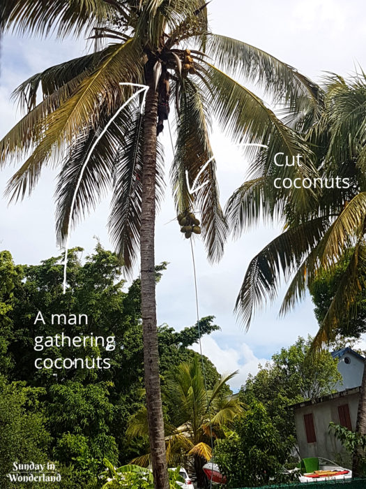 Mężczyzna zbierający kokosy z drzewa palmowego w Sainte-Anne, na Gwadelupie - Karaiby - Sunday In Wonderland Blog