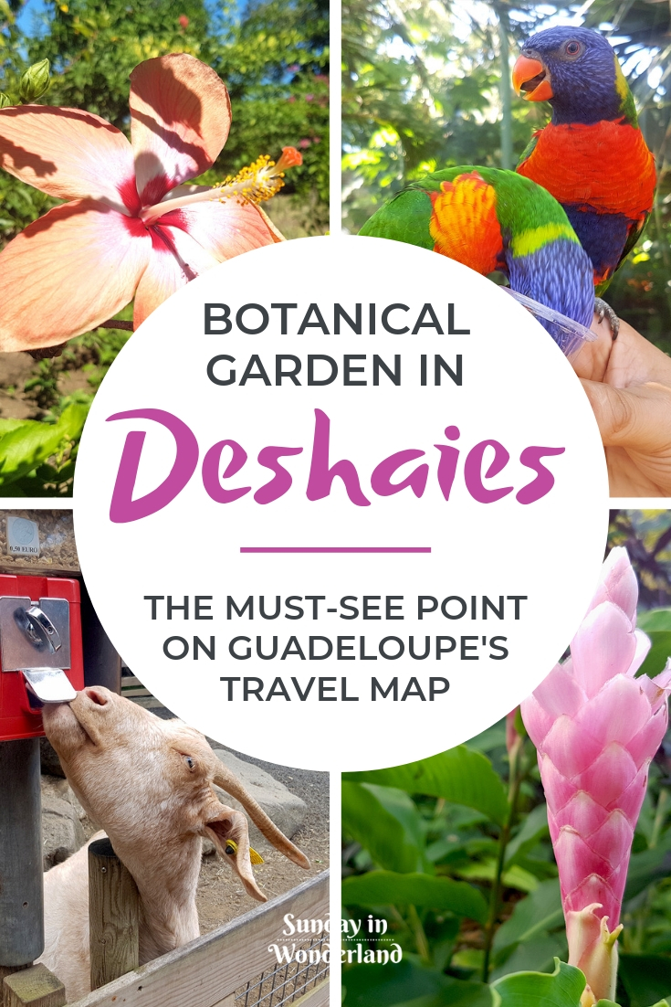 Must-see place in Guadeloupe - The Caribbean - Deshaies Botanical Garden - Sunday In Wonderland Travel Blog