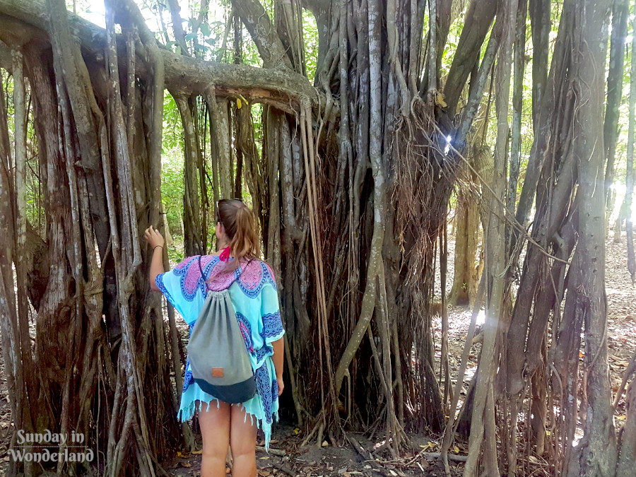 A complicated root system of a tree in Martinique, Caribbean - Sunday In Wonderland Travel Blog