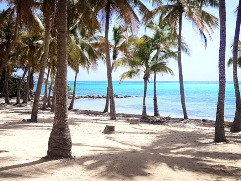 Palm Trees on a beach with the sea in the background - Martinique - Caribbean Photos that will inspire you to travel