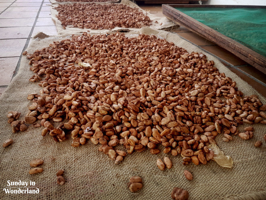 Cocoa beans drying on the terrace floor