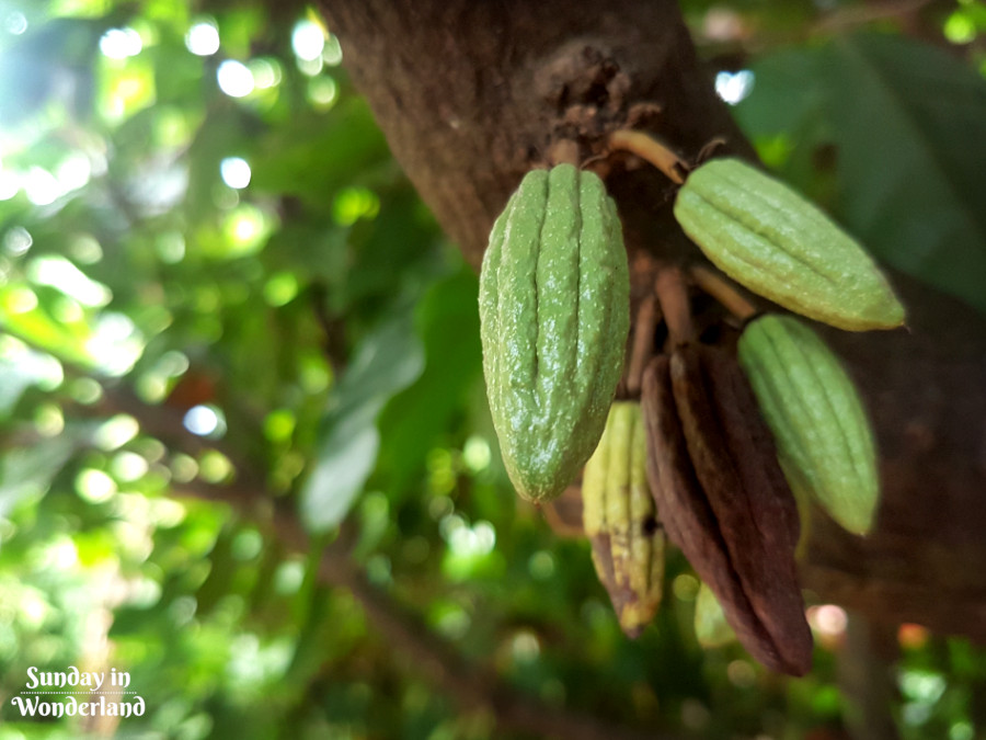 Green cocoa fruits on a tree