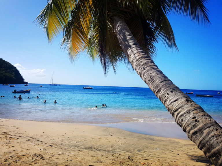 Beach and palm tree in Martinique - Which island to choose in the Caribbean: Guadeloupe or Martinique?