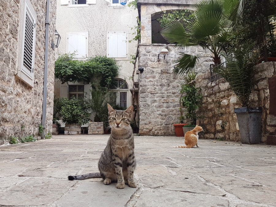 The cats on the street of Budva, Montenegro
