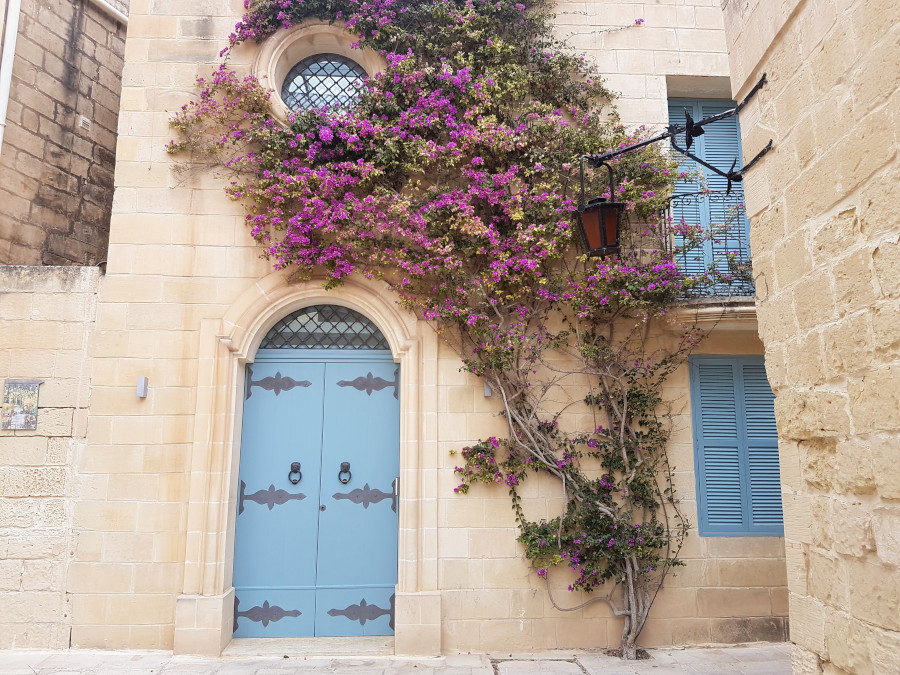 Rose flowers on the wall of Mdina in Malta - What to do in Malta in winter?