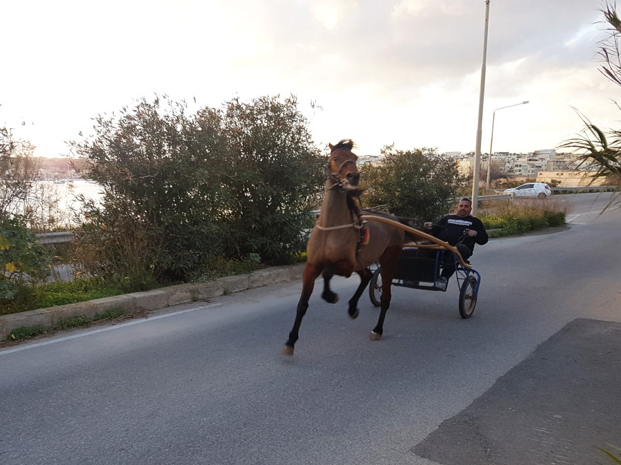 Horse chariot racing training in Malta