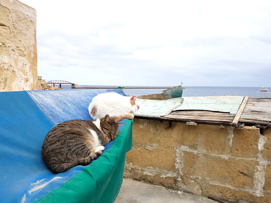 Two cats sleeping in a boat in Malta