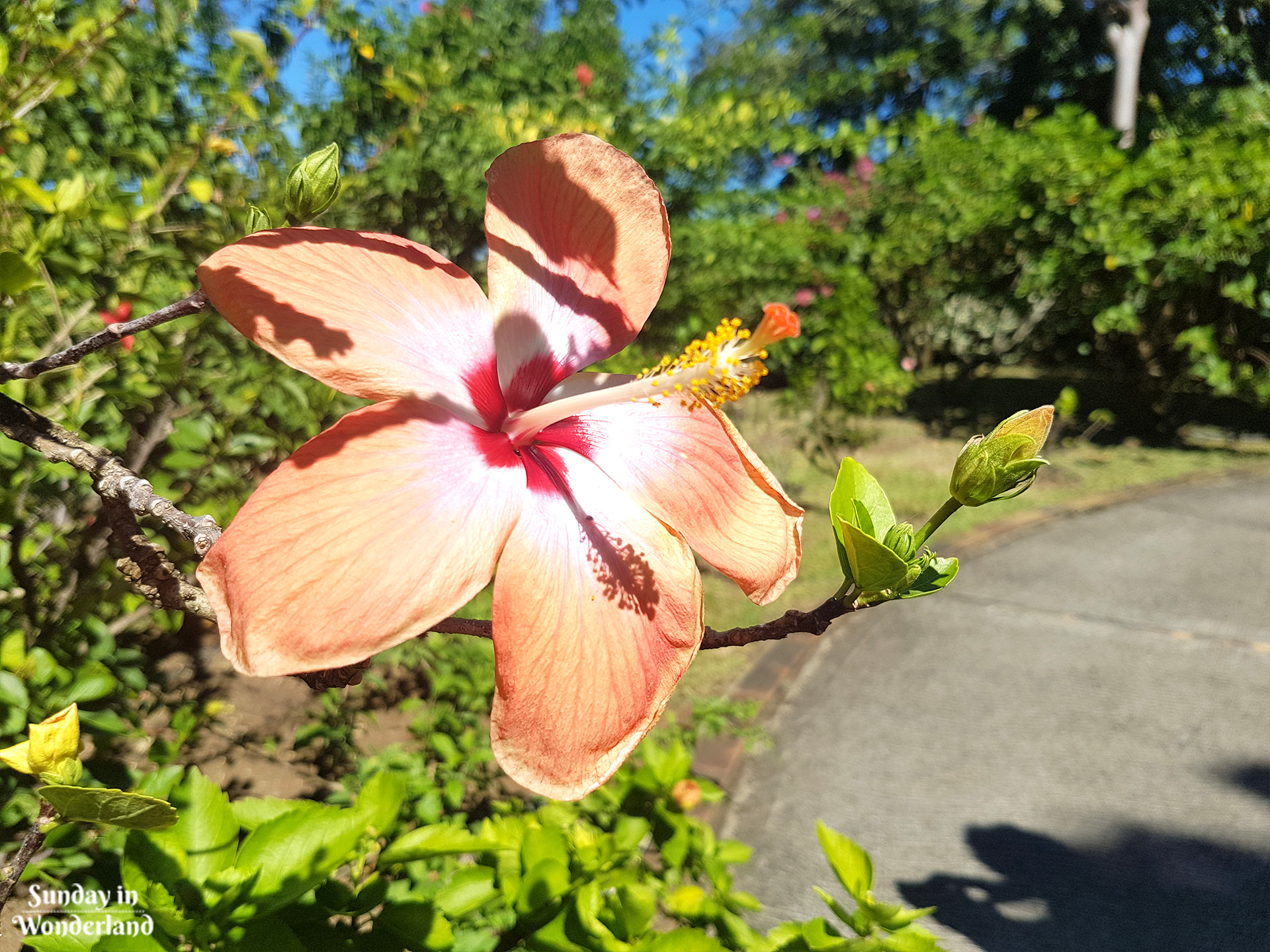 A beautiful pink hibiscus in Botanical Garden in Deshaies in Guadeloupe - Sunday in Wonderland Blog